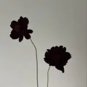ゆの画像