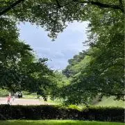 ティーツリーの画像