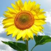 ひまわり多量sunflowersの画像