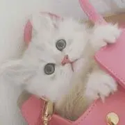 プロフ必読