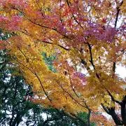 EYの画像