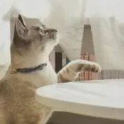 ディナラ