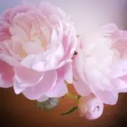 つくもがみの画像