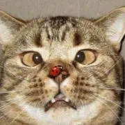 でこぼこちゃんの画像
