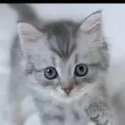 ＊PINO＊の画像