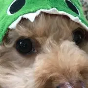 せなぴこ