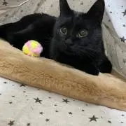 めぐたん