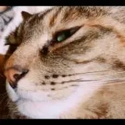 ひよこの画像