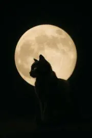らん丸 プロフィール必読の画像