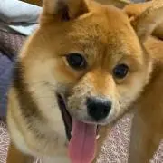めぇの画像