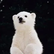 みい
