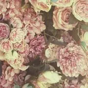 ケンママの画像