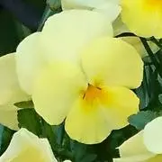 パンジーの画像