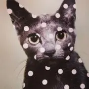 Sの画像
