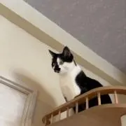 しふぉんの画像