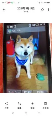 柴犬ゆーたの画像
