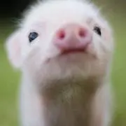 ぴょんちょめの画像