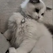 rkの画像