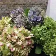 ゆかこっこ