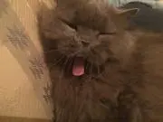Daskinの画像