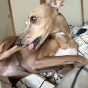 たね