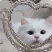 Sの画像