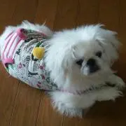 宇宙ちゃん