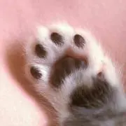 ちっち