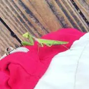 カマキリ
