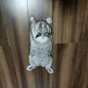 つほみっちの画像