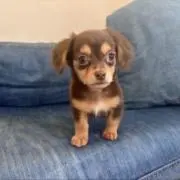 チョコ男の画像