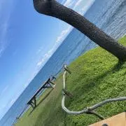 ムラカリの画像