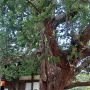 ひろ★プロフィール確認してくださいの画像
