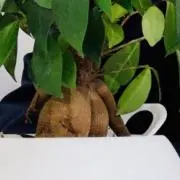 34の画像