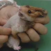 いぬ