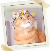 はるぴーの画像