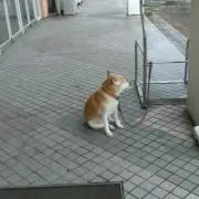 おさむしの画像