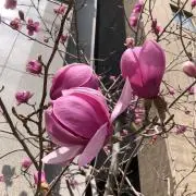 miuの画像