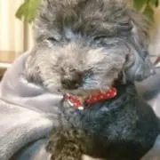 ショコタ♡の画像