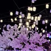 はなの画像