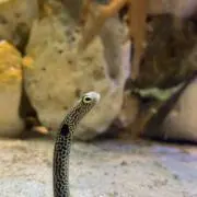 yoshiの画像