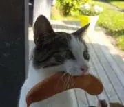 ぶどうの画像