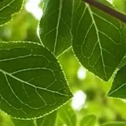 ウルモフ 売れ過ぎて困っています。の画像