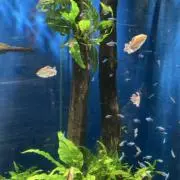るんですの画像