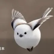 momoの画像