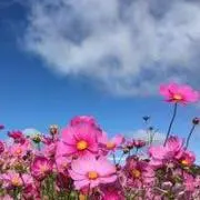 Nの画像