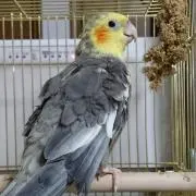 chibiの画像