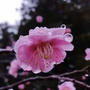 ねこの画像