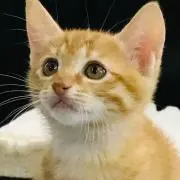 チャトの画像