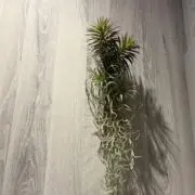 eiの画像